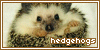  Hedgehogs: 
