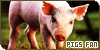  Pigs: 