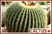  Cactus: 