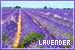 Lavender: 