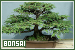  Trees: Bonsai: 