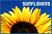  Sunflowers: 