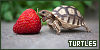  Turtles: 